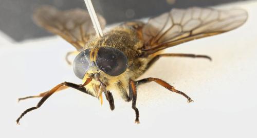 Hybomitra distinguenda
